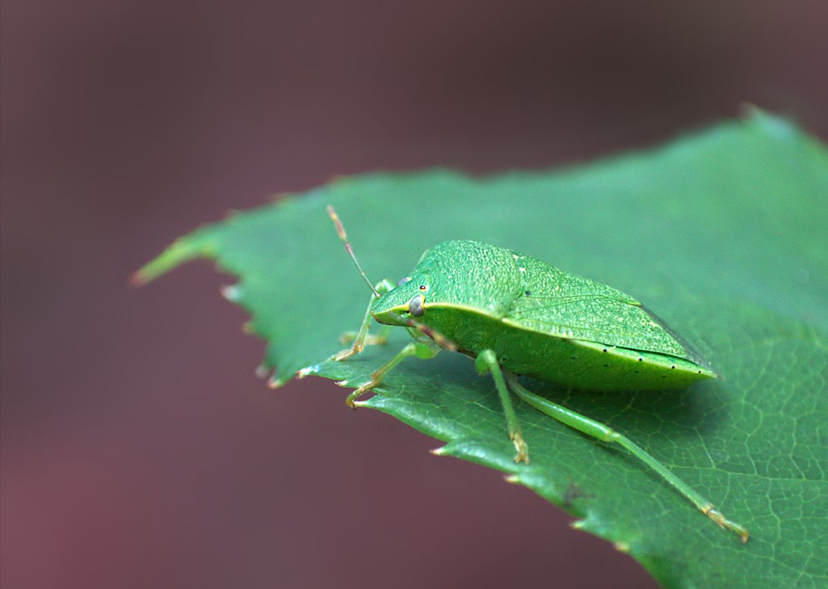 Nezara viridula